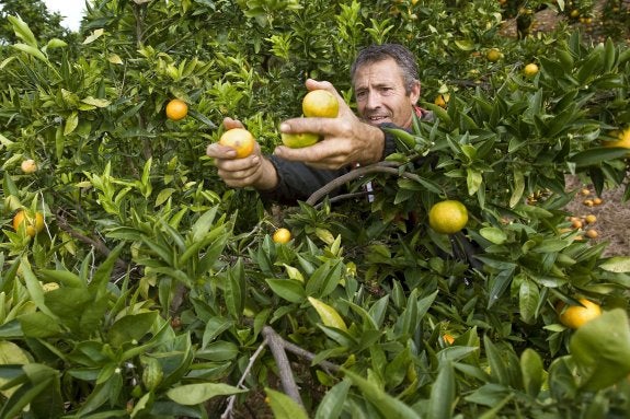 Un collidor citrícola recoge la fruta de un campo de clementinas precoces. :: rubén francés/efe