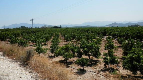 AVA alerta del «imparable» aumento de la superficie agraria abandonada en 2015 con más de 1.900 hectáreas perdidas