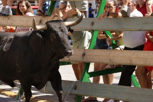 Un hombre mayor se asoma desde la barrera al paso de un toro.
