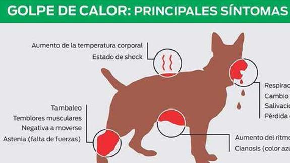 Estos son los síntomas de un golpe de calor en mascotas