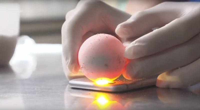 Un embrión de tortuga boba visto a trasluz. 