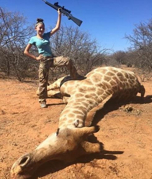 Girafa abatida por cazadores en África.
