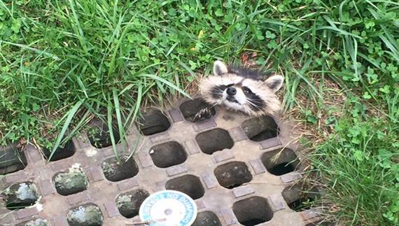 Mapache atrapado en una alcantarilla de Massachusetts.