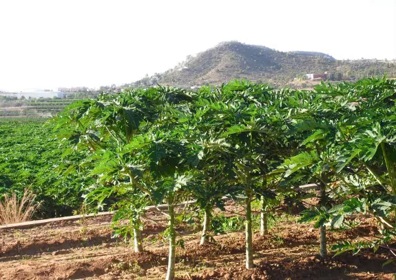 Plantación de papayas. Al fondo, Benaguasil y, en lo alto del monte, el santuario de la Virgen de Montiel. :: v. lladró