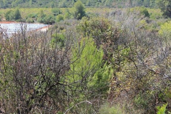 Arriba a la izquierda, un campo cultivado y rodeado de maleza.