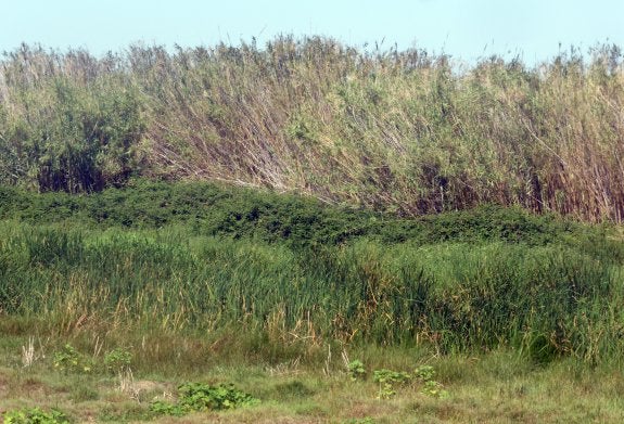 Cauce del río Magro, en las proximidades de l'Alcúdia, repleto de cañas y vegetación. 