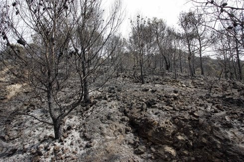 Una zona forestal de la Comunitat calcinada por las llamas. :: lp