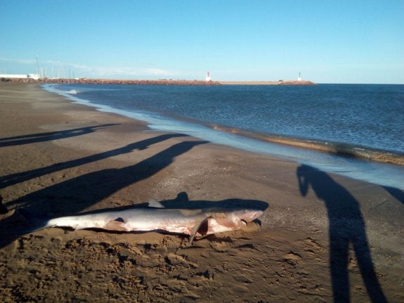 Hallan un tiburón muerto en la playa de Massamagrell