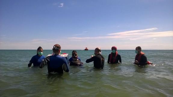 Personal de L'Oceanogràfic de Valencia y de Cruz Roja con el delfín calderón en la playa del Grau de Castellón.