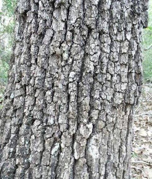 ¿Qué peligroso animal se esconde en el tronco del árbol?