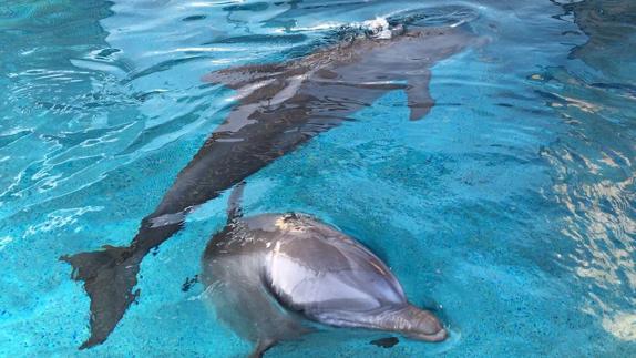 Leia y Kuni, dos nuevos delfines en el Oceanogràfic procedentes de Barcelona
