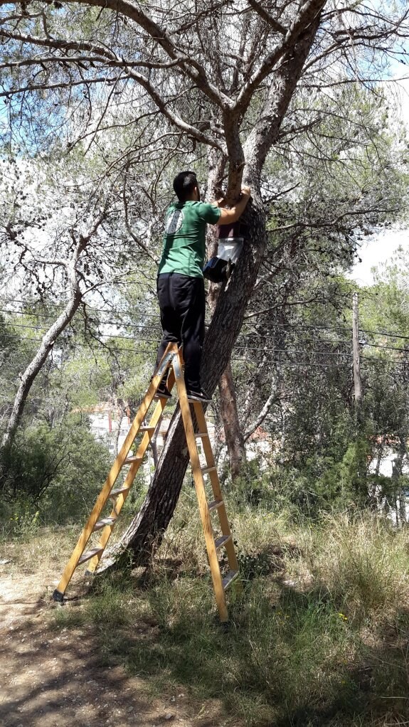 Un técnico trata uno de los pinos afectados por la procesionaria. LP