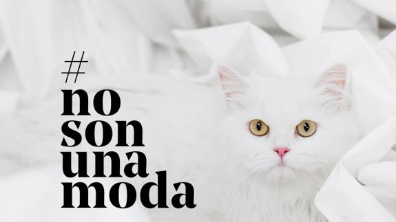 Los animales no son una moda