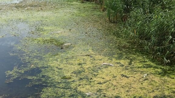 La plaga de la 'Ludwigia grandiflora' y 'Egeria densa' está provocando el aumento de peces muertos en los ríos Bullent y Racons. :: LP