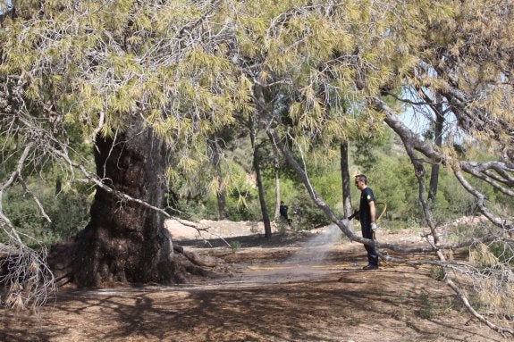 Uno de los infructuosos riegos de emergencia realizados en abril al emblemático pino carrasco. :: lp