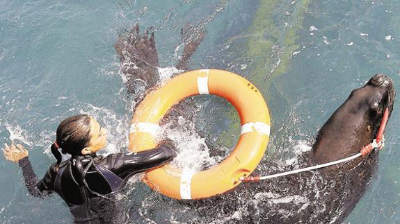 Demostración de rescate con un león marino en l'Oceanogràfic.