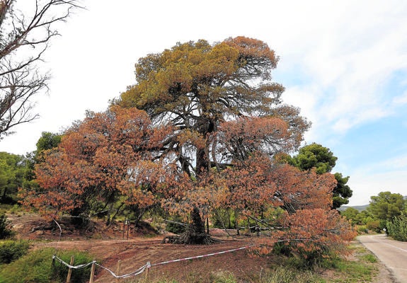 El Pi de la Bassa, árbol histórico de la Calderona. 