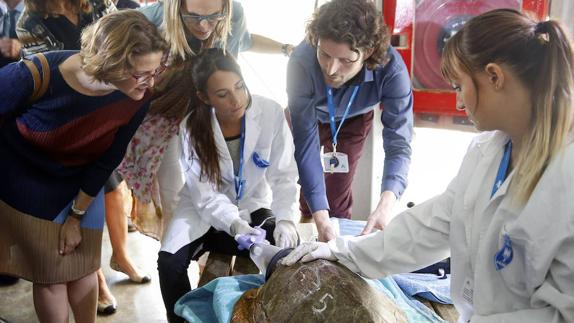 La Fundación Oceanogràfic nace para investigar y conservar el medio marino