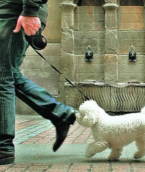 Un hombre, paseando a un perro por la calle.