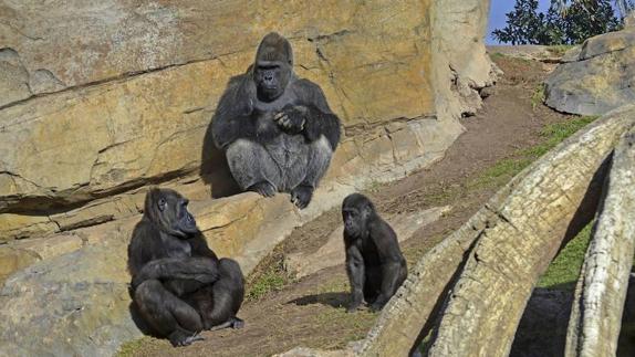 Ebo, el primer gorila nacido en la Comunitat, celebra su cuarto cumpleaños en Bioparc