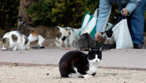 Pacma se concentra este sábado para pedir al Ayuntamiento de Valencia bajo el lema 'Contra la muerte de decenas de gatos'