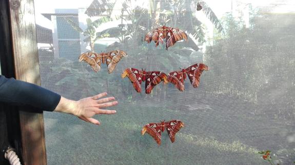 Nacen en el Oceanogràfic las mayores mariposas del mundo