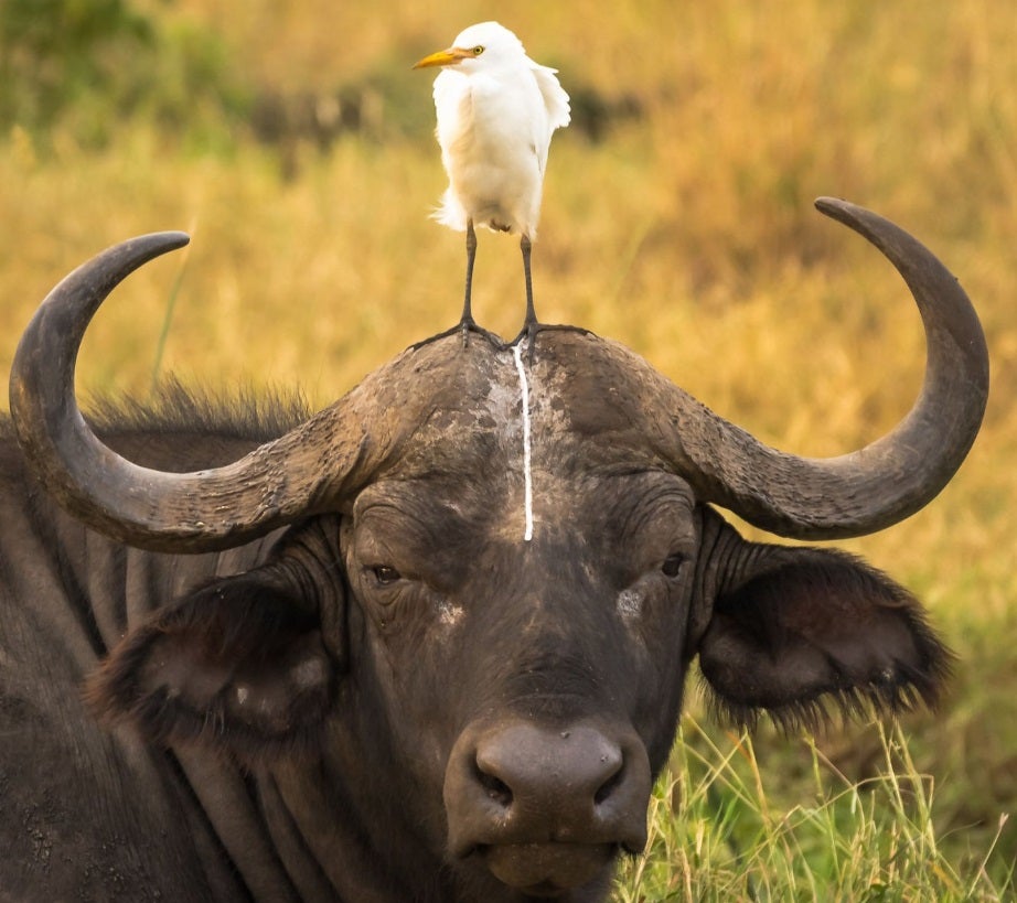 Así son las imágenes del mundo animal más graciosas de 2016