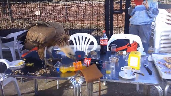 Un buitre invade un campo de fútbol en Turís para merendar