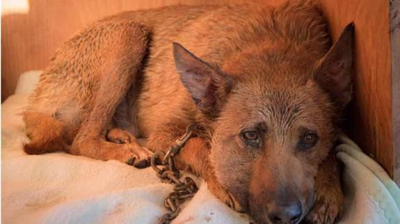 Asaltan el refugio de Benimàmet y sueltan una docena de perros por las calles