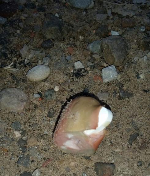 Salchichas que han aparecido en un parque de Marxalanes.