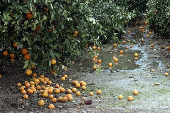 Naranjas en el suelo y podridas por el exceso de lluvias y el fuerte viento. :: irene marsilla