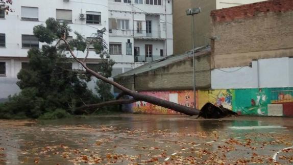 Árbol caído en el patio del Colegio Lluís Vives (Valencia)