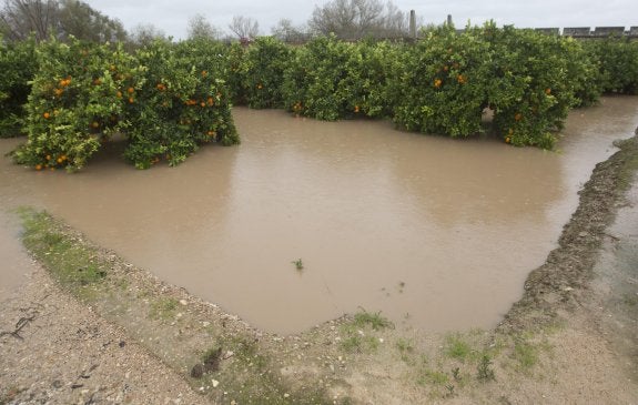 Campo de naranjos inundado en Alberic. Habrá grandes porcentajes de fruta podrida y el arbolado sufrirá asfixia radicular. :: d. torres