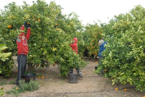 Operarios de una cuadrilla de 'collidors' de cítricos en plena tarea de recolección en un campo de naranjas. :: paco bono