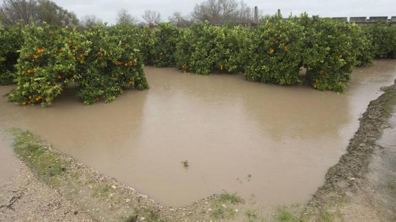 La Unió de Llauradors cifra en 320 millones los daños en el campo valenciano causados por los temporales de diciembre