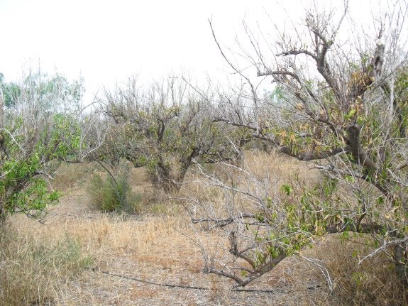 Campo de naranjos cuyo cultivo se abandonó hace tres años y en el que se aprecian aún los tubos del riego por goteo. :: v. lladró