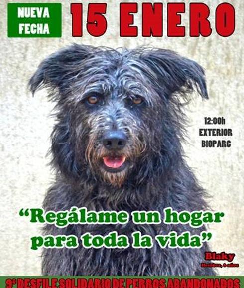 El desfile solidario de perros abandonados se celebrará el 15 de enero