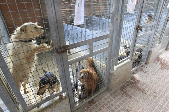 El Ayuntamiento denunciará en la Fiscalía los asaltos en el refugio de perros de Benimàmet