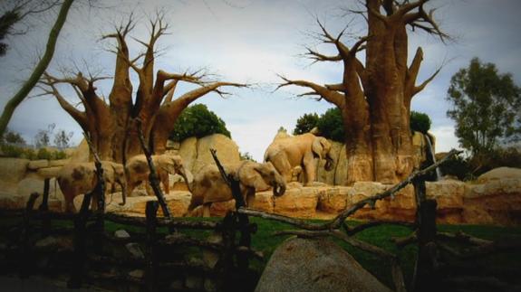Así viven los elefantes en el Bioparc