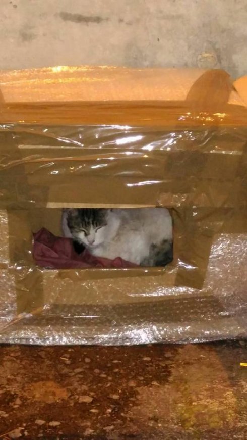 Un gato en una caja. :: lp