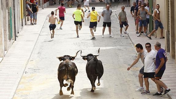 Bous al carrer en Puçol.
