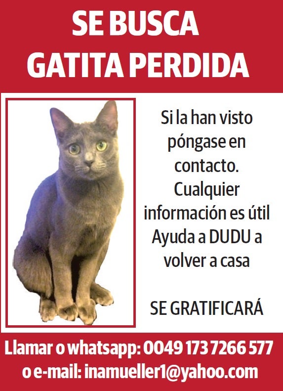 Publican un anuncio para buscar una gatita perdida en Valencia