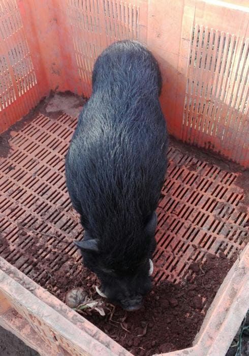 Localizan y atrapan a un cerdo vietnamita de 100 kilos en la huerta de Alboraya