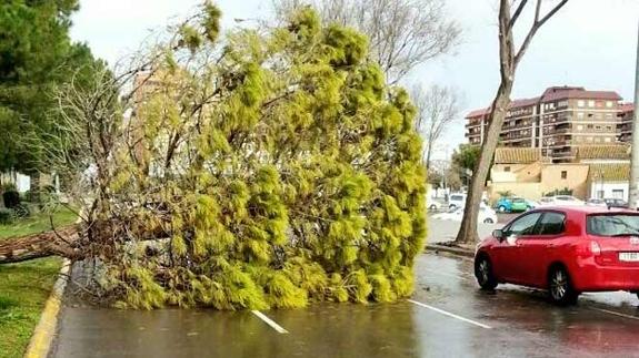 Árbol caído en la avenida Maestro Rodrigo de Valencia.