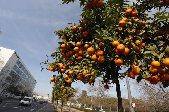 Naranjos repletos de fruta sin recoger, en la avenida dels Tarongers. :: jesús signes