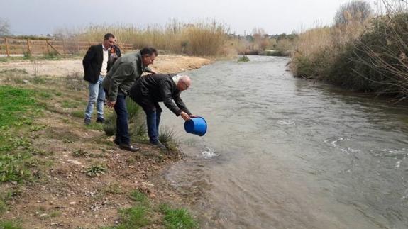 Sueltan 5.000 anguilas en el río Turia