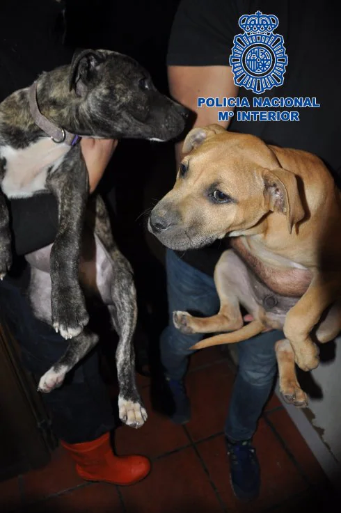 Cae en Alicante una red que organizaba peleas ilegales con perros peligrosos