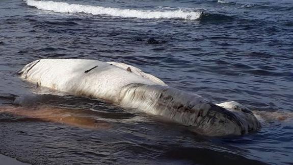 Aparece una misteriosa criatura blanca en una playa de Filipinas