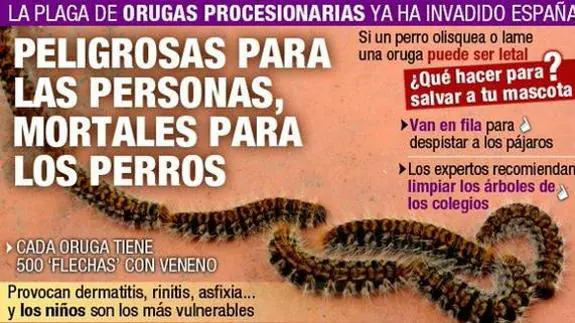 La Guardia Civil alerta: «La procesionaria ha invadido España. Si tu perro las lame, podría morir»