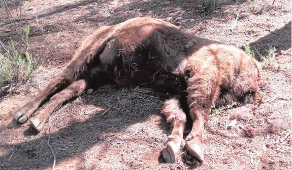 Sauron, el mayor de los bisontes de Benagéber, decapitado en septiembre del año pasado. :: lp